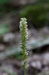 Downy rattlesnake plantain